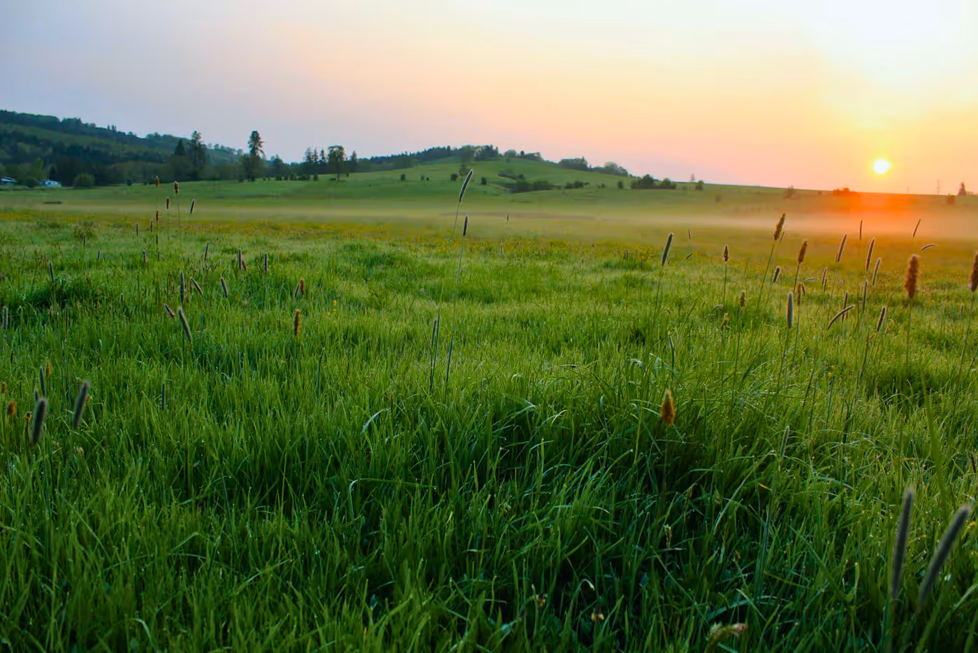 Sunrise over a grass meadow and fence line near Oakland, Oregon — Aaron Cherry, REALTOR in Roseburg, Oregon