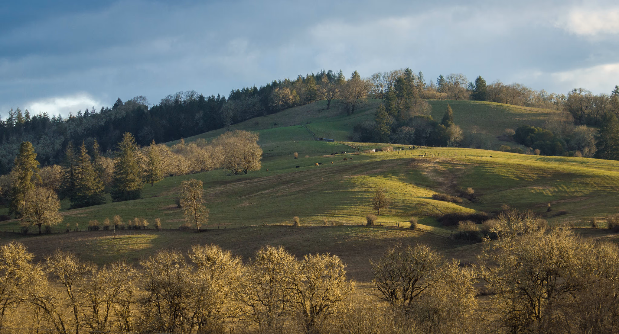 Golden hillside in Douglas County, Oregon — scenic Southern Oregon landscape for relocation buyers