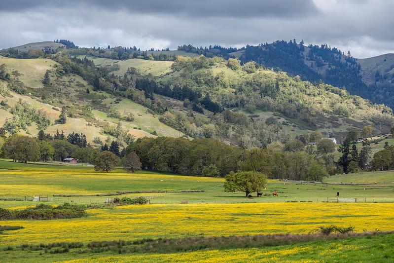 Wildflower valley landscape in Douglas County, Southern Oregon
