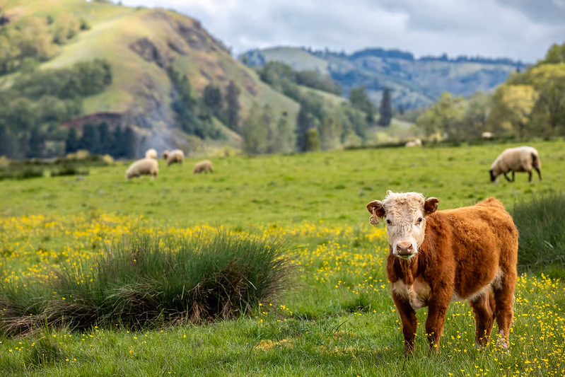 Umpqua, Oregon — local landscape and real estate — Aaron Cherry