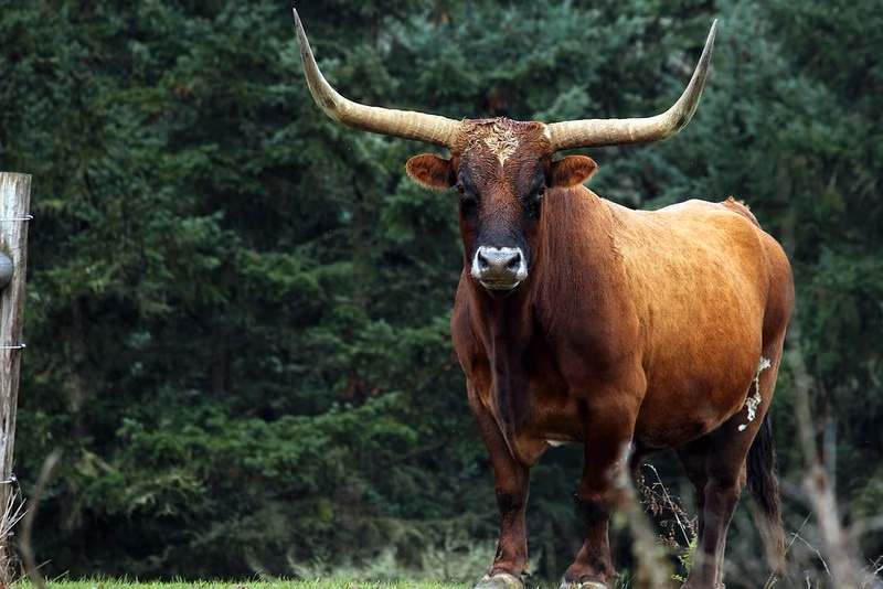 Longhorn cattle on rural pasture in the Umpqua Valley - agricultural lifestyle near Myrtle Creek and Riddle, Douglas County Oregon