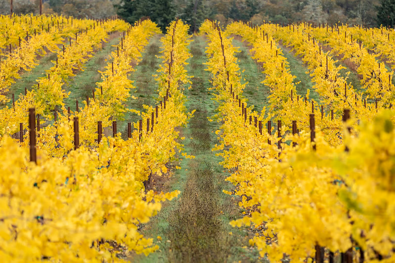 Umpqua Valley vineyard in autumn — Southern Oregon real estate landscape